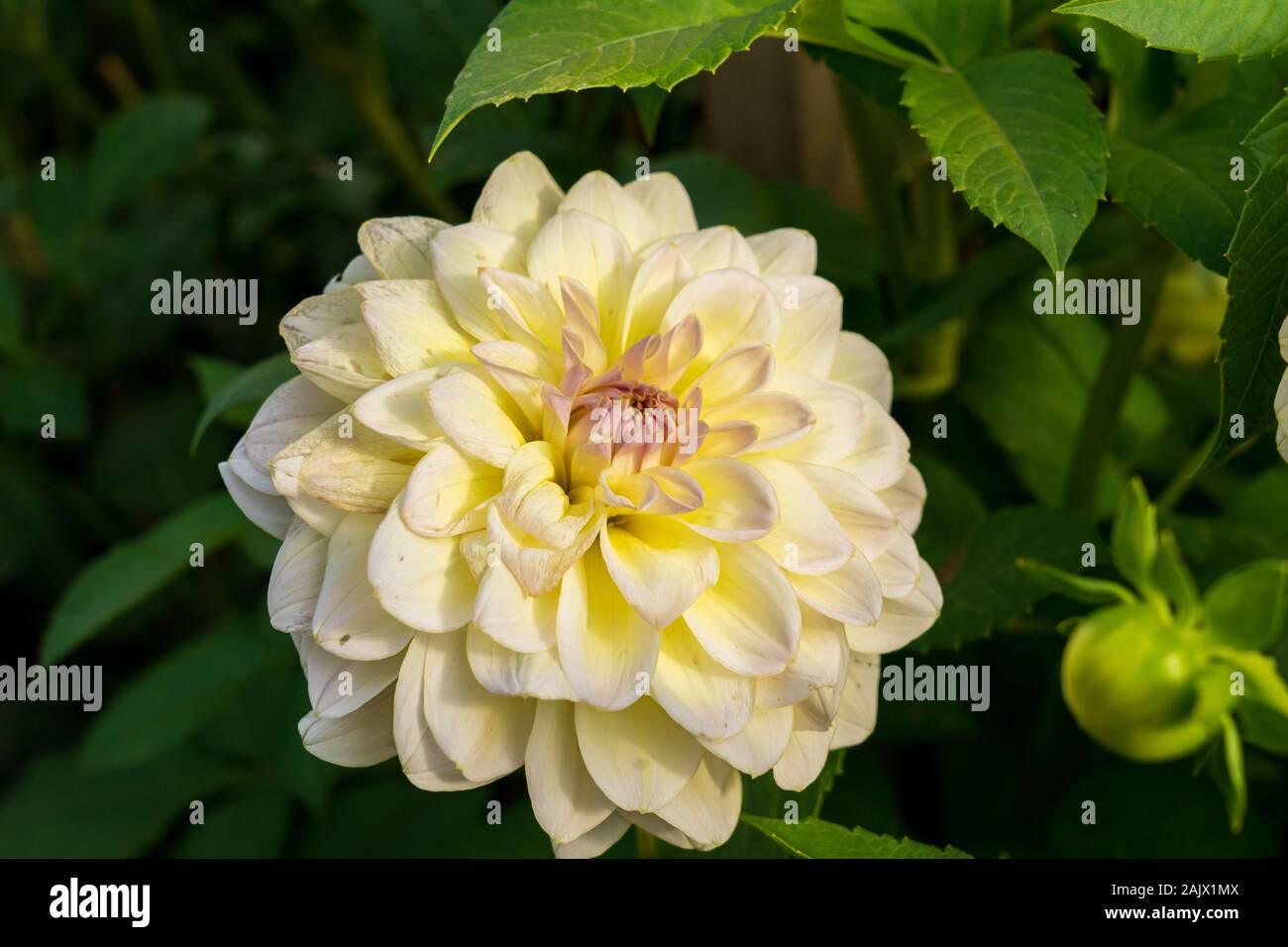 Close up de tête fleur de Dahlia décoratif moyen Alloway Cottage en jardin anglais dans de doux soleil d'automne sur fond de feuillage vert Banque D'Images