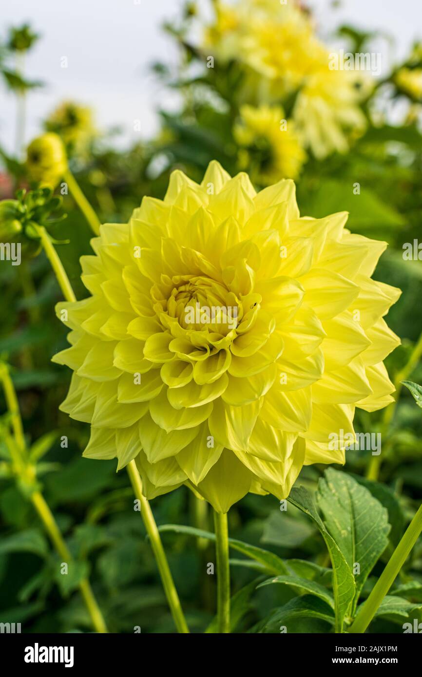 Close up de tête fleur de Dahlia décoratif moyen floraison dans deux Charlie dahlia border en été Banque D'Images