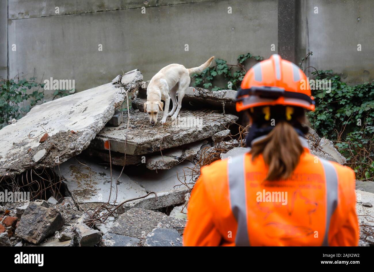 Herne, Rhénanie du Nord-Westphalie, Allemagne - formation de chien de sauvetage, dans les ruines de bâtiments effondrés, les chiens suivi pratique la recherche de blessés, buri Banque D'Images