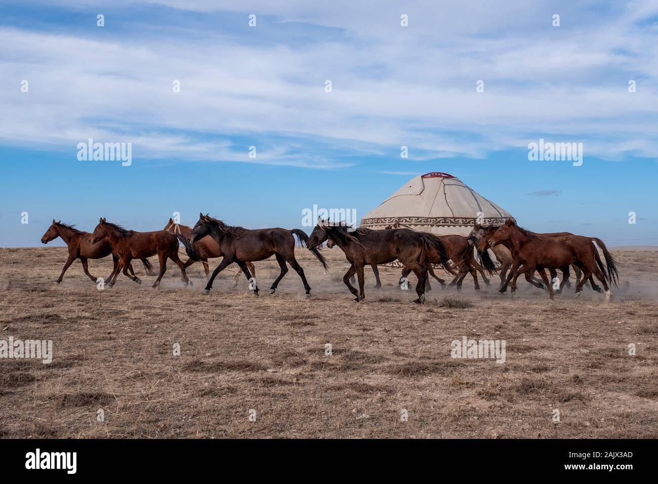 Chevaux tournant dans le village kirghize et la tente traditionnelle kirghize Banque D'Images