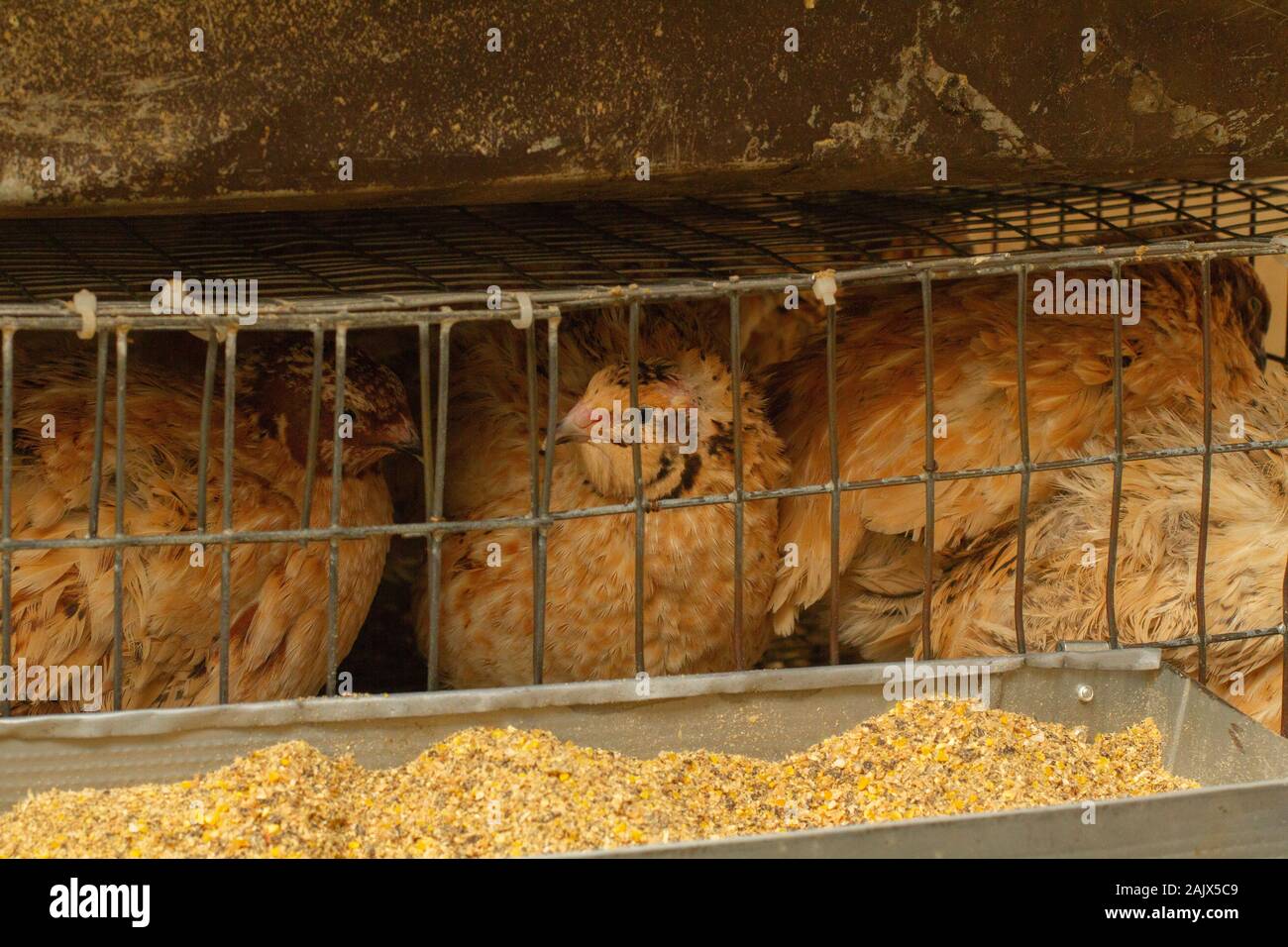 Les jeunes cailles dans des cages d'engraissement sur une caille farm Banque D'Images