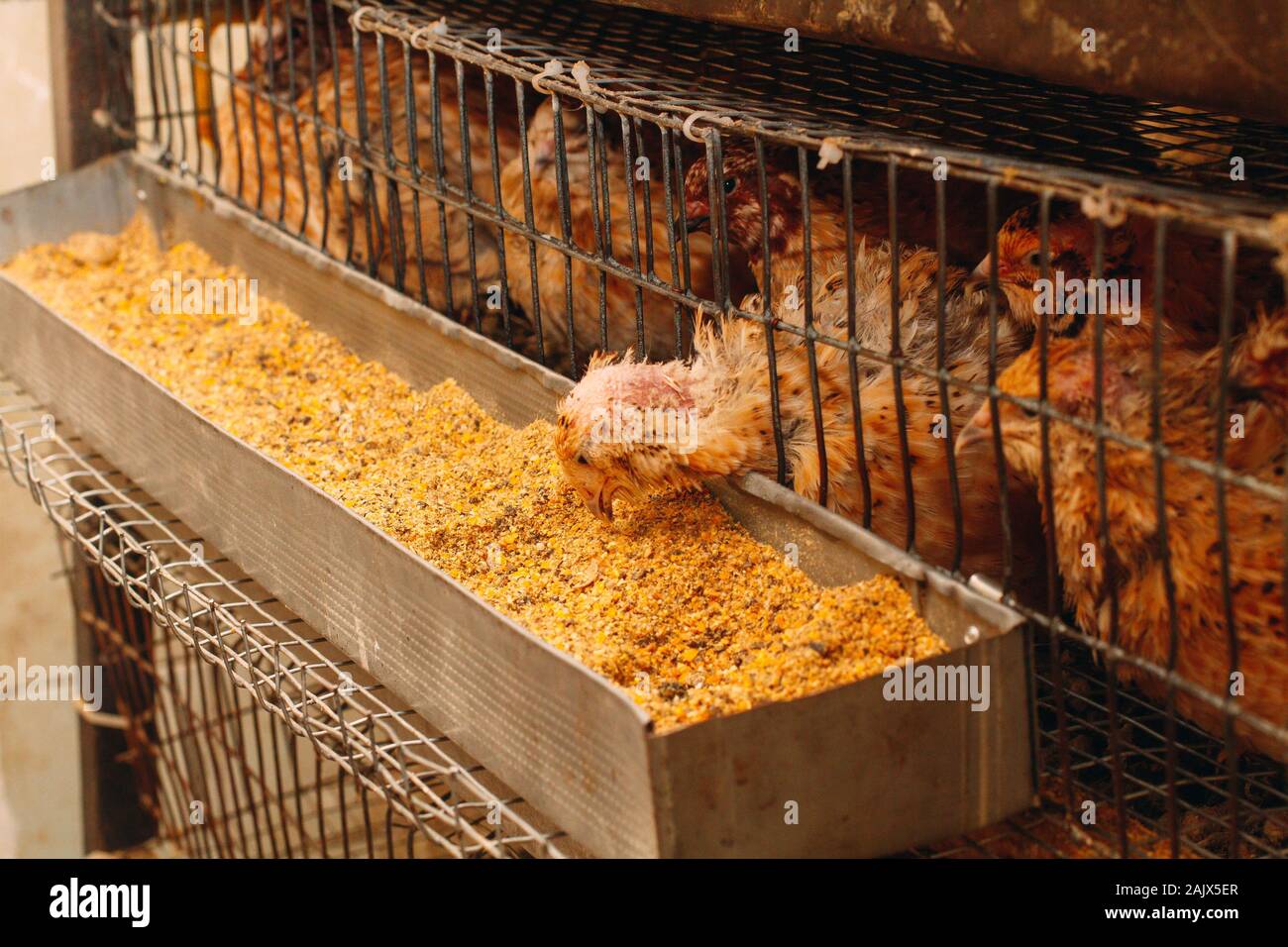 Les jeunes cailles dans des cages d'engraissement sur une caille farm Banque D'Images