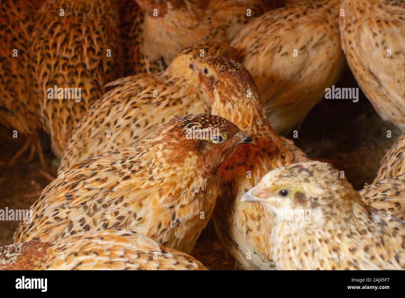 Les jeunes cailles dans des cages d'engraissement sur une caille farm Banque D'Images