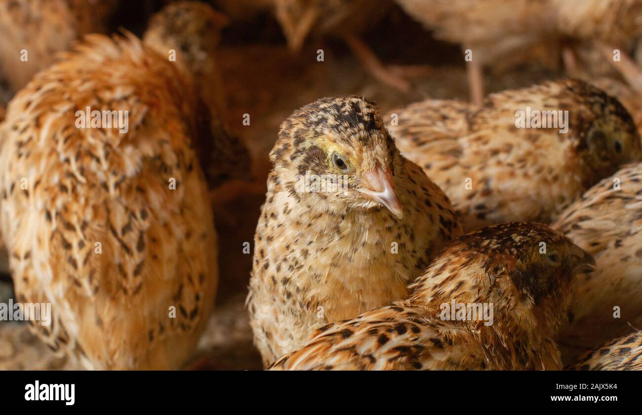 Les jeunes cailles dans des cages d'engraissement sur une caille farm Banque D'Images