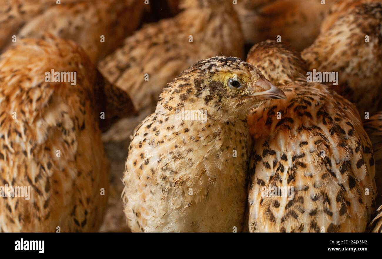 Les jeunes cailles dans des cages d'engraissement sur une caille farm Banque D'Images