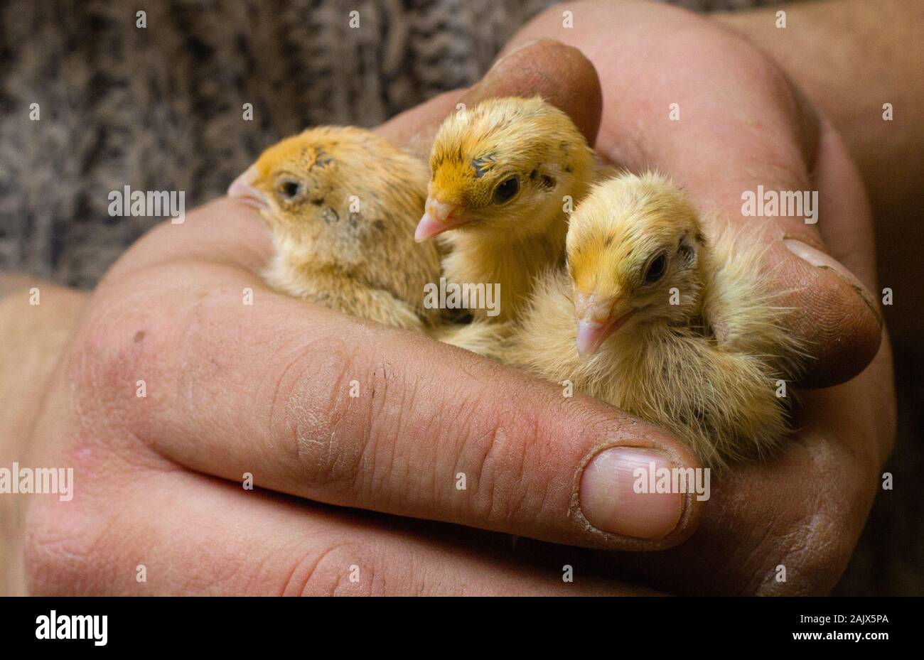 Les poussins de cailles dans les mains d'un agriculteur Banque D'Images