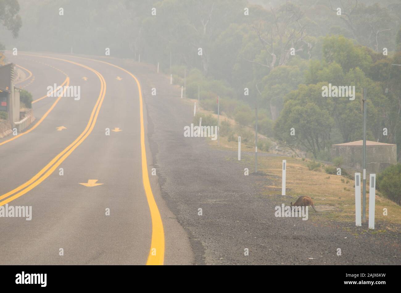 Taureaux télévision, de l'Australie - 1er janvier 2020 : manger Wallaby lors de fortes en bordure de la fumée de feux de forêt à proximité de soufflé dans le département de la Banque D'Images