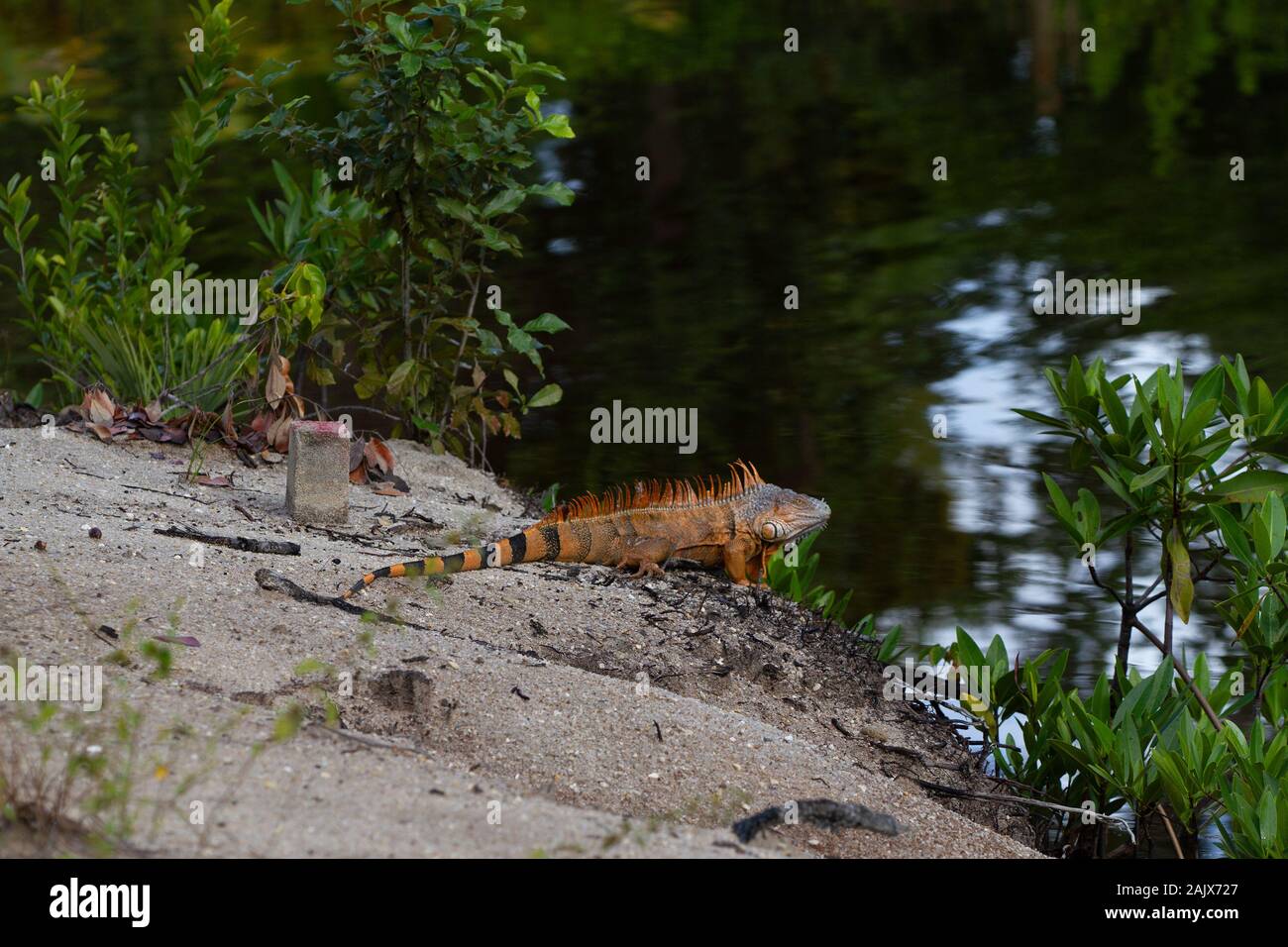 Iguane vert mâle Banque D'Images