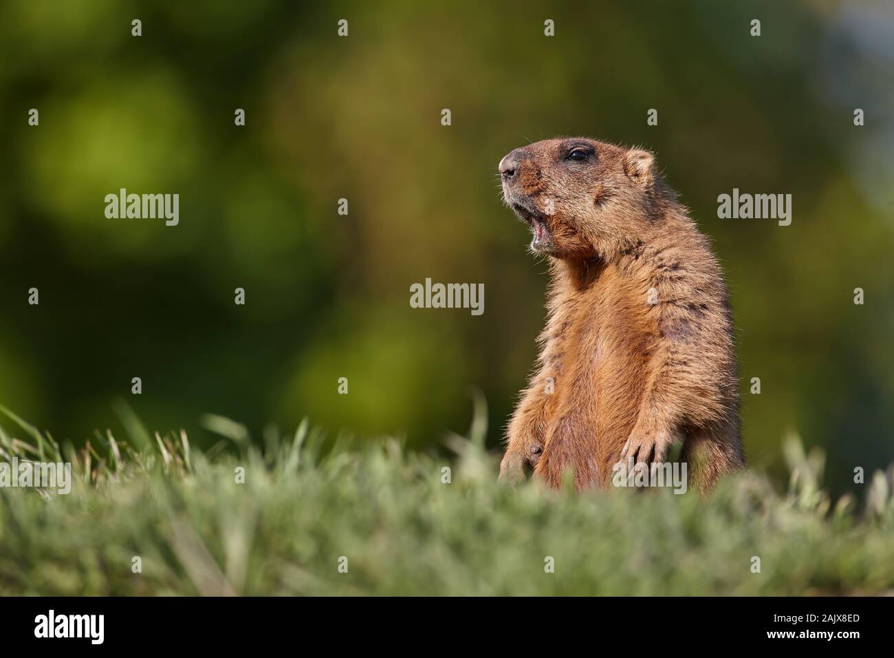 Marmotte Bobak en appelant des steppes de l'Europe de l'Est Banque D'Images