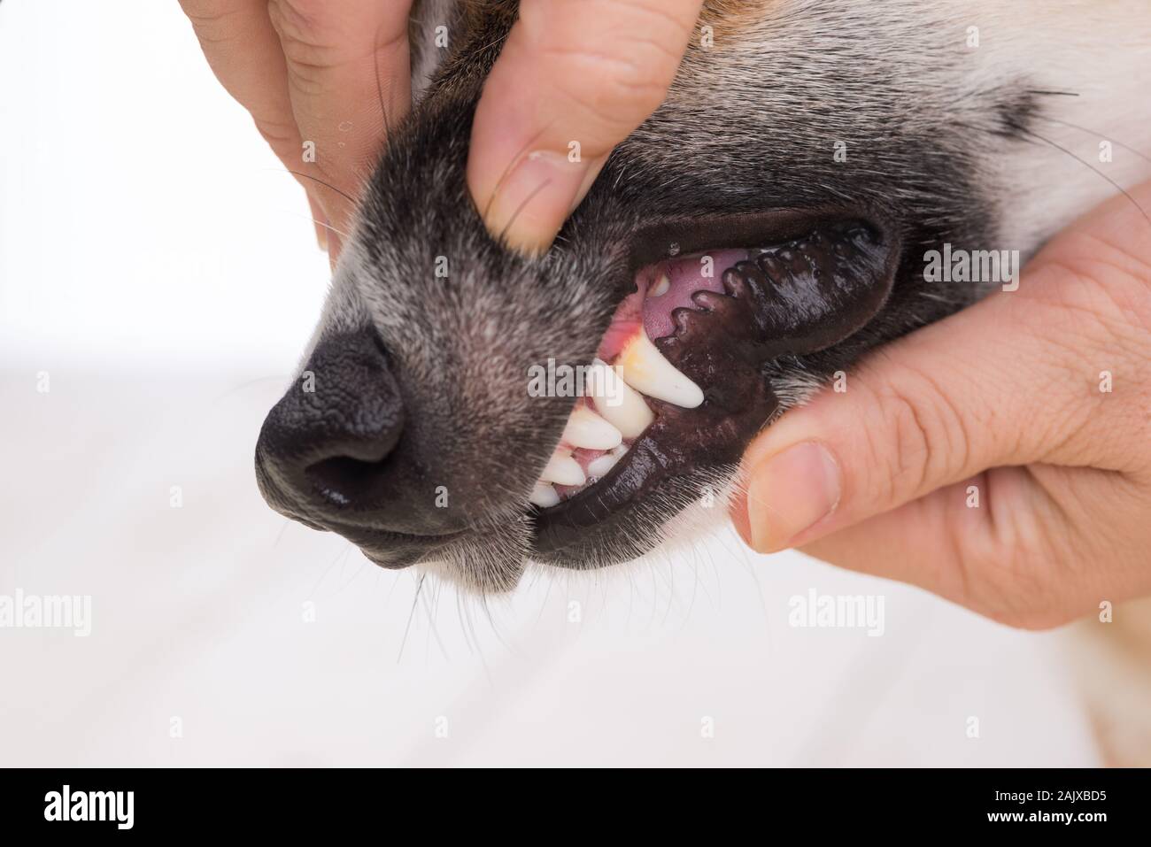 Dent de chien gros plan, montrent les dents cariées sale, signe de soins dentaires et les maladies des gencives en chien, chien bouche malsaine Banque D'Images