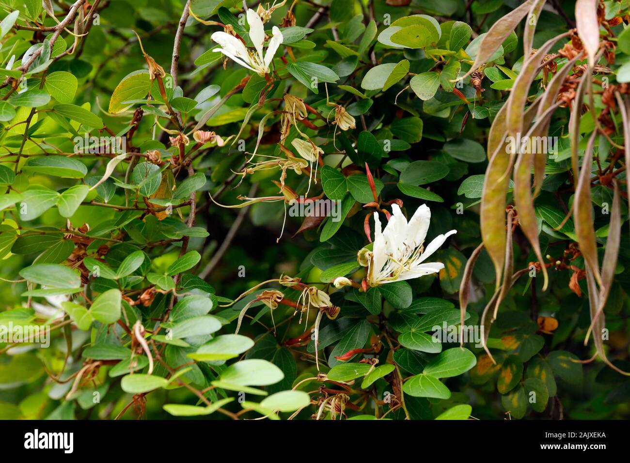 Kei Bauhinia (blanc) dans bowkerii Bauhinia Kirstenbosch National Botanical Garden, Cape Town, Afrique du Sud. Banque D'Images