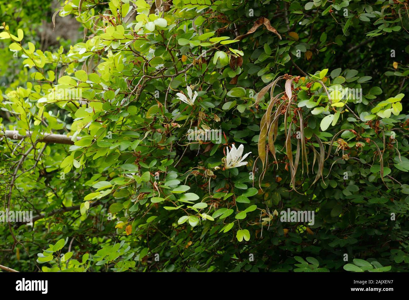 Kei Bauhinia (blanc) dans bowkerii Bauhinia Kirstenbosch National Botanical Garden, Cape Town, Afrique du Sud. Banque D'Images