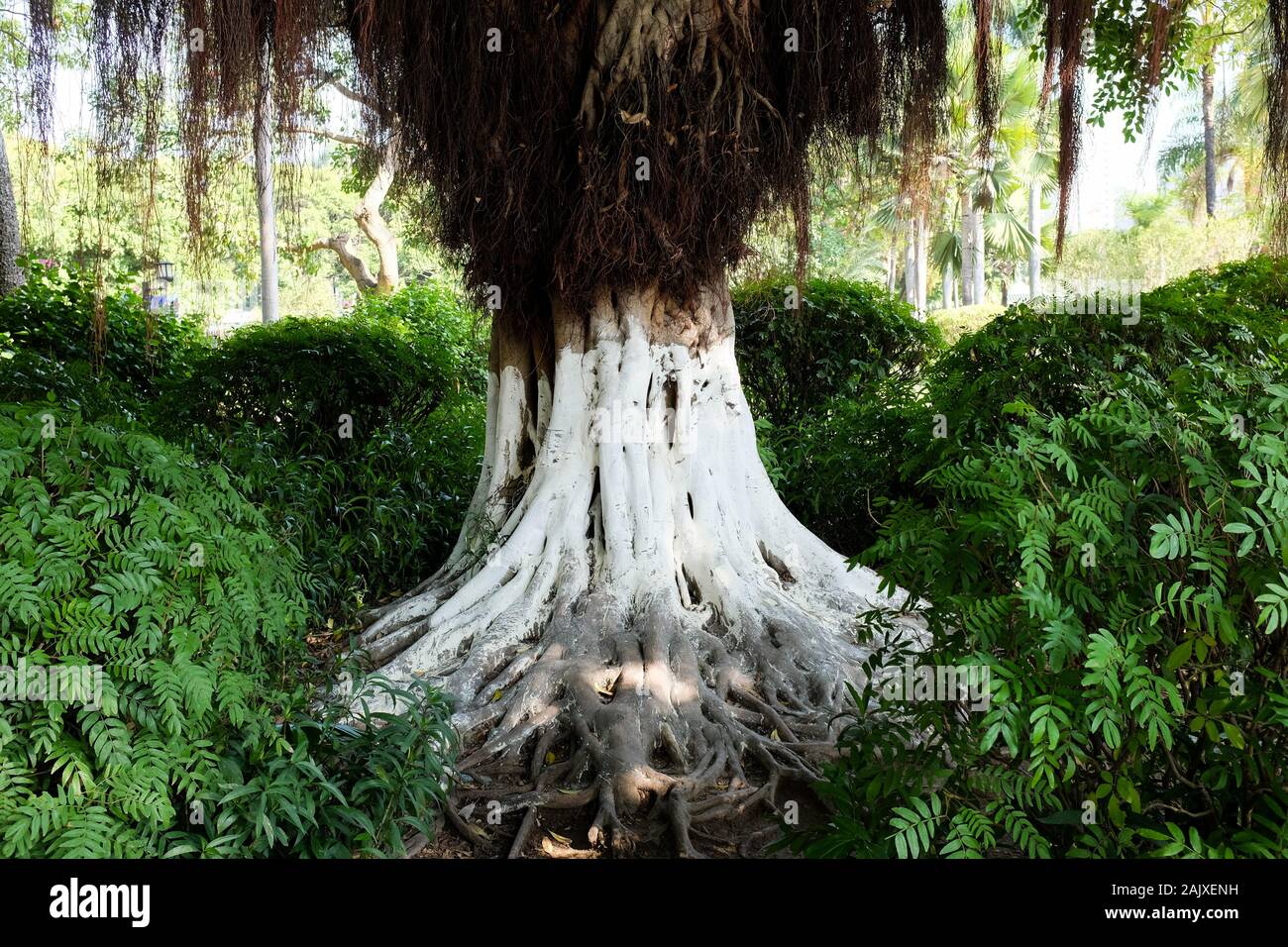 Les troncs d'arbres peints en blanc dans le parc Zhongshan, Xiamen (Amoy), Chine. Banque D'Images