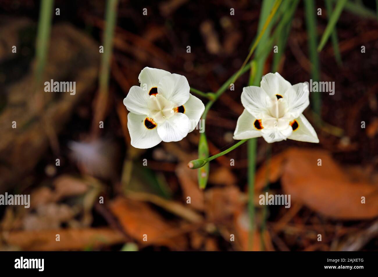 Dietes bicolor appelé Iris Sauvage jaune ou Peacock fleur dans Kirstenbosch National Botanical Garden, Cape Town, Afrique du Sud. Banque D'Images