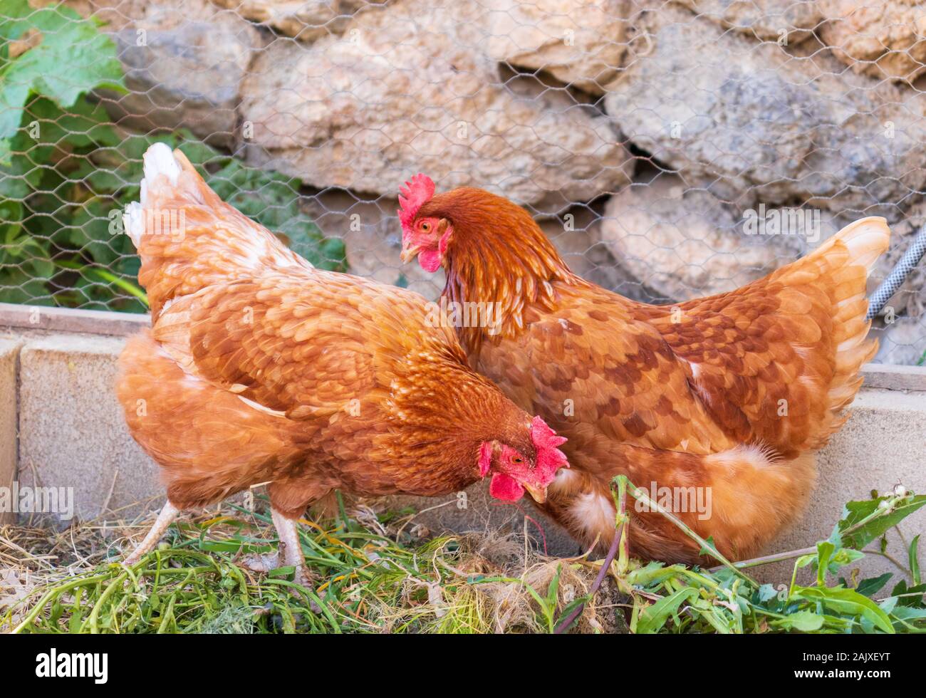 Gallus gallus domesticus, deux poulets domestiques Banque D'Images