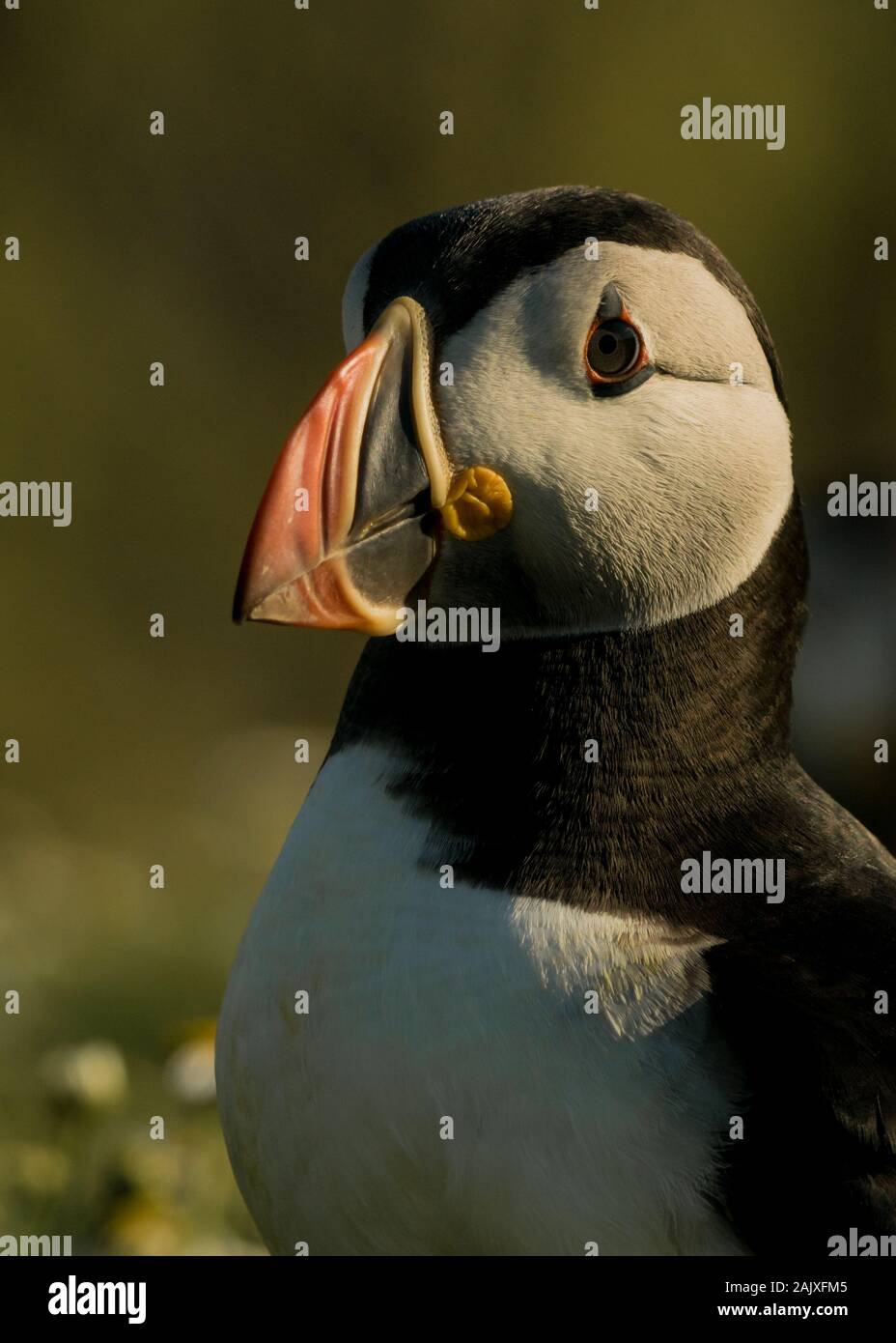 Le macareux moine, le Pays de Galles UK Banque D'Images