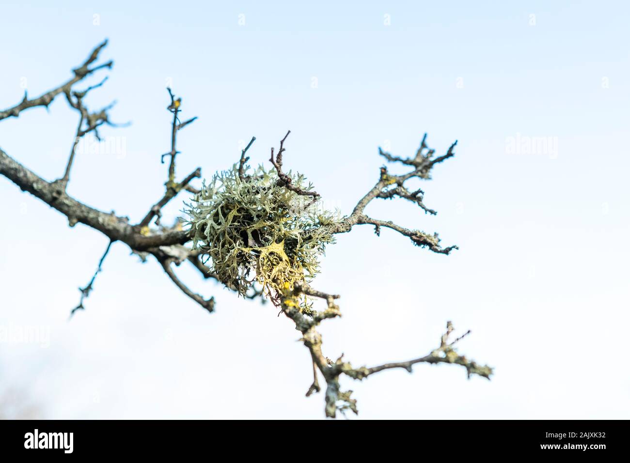 Lichen sur un arbre. Port Eynon, Péninsule de Gower, au Pays de Galles Banque D'Images