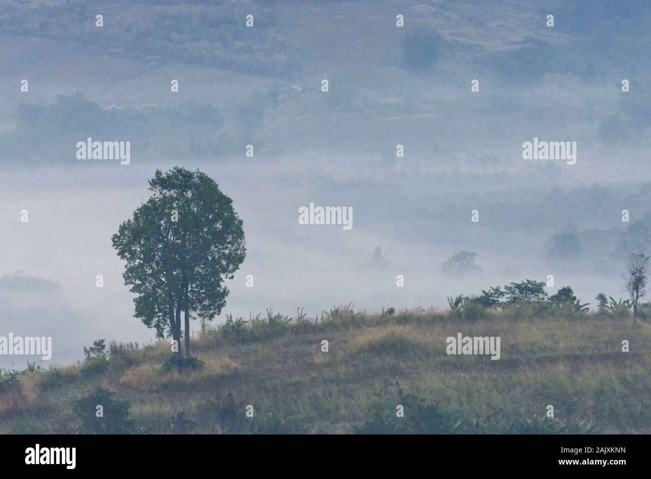 Morning Mist couverts par des arbres à Takhian Phetchabun Khao Ong en Thaïlande. Banque D'Images