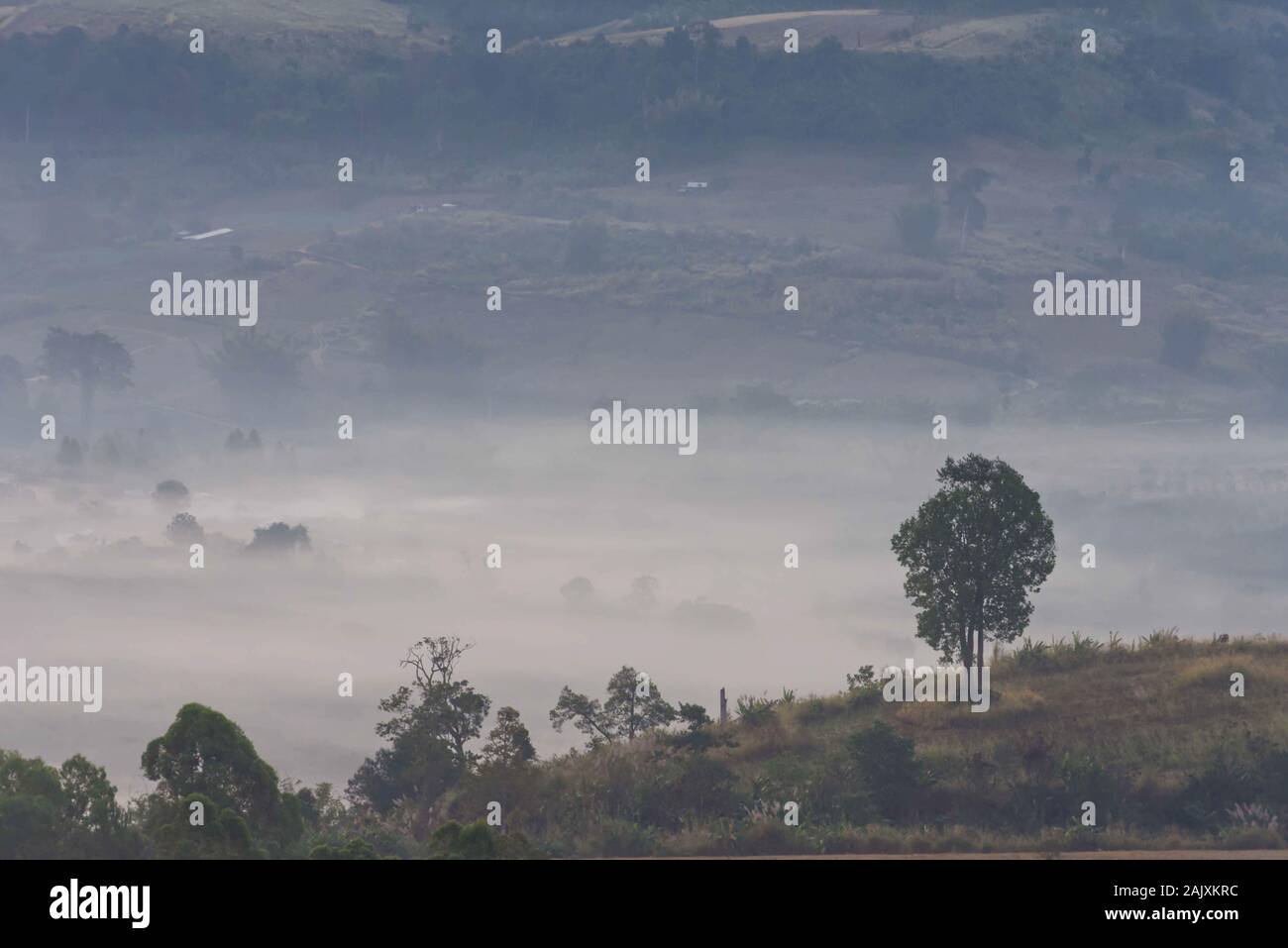 Morning Mist couverts par des arbres à Takhian Phetchabun Khao Ong en Thaïlande. Banque D'Images