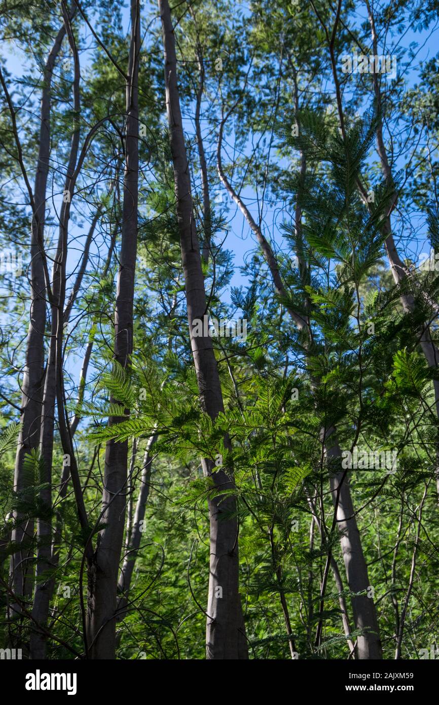 Espèces envahissantes d'arbres dans le Minho Portugal Banque D'Images