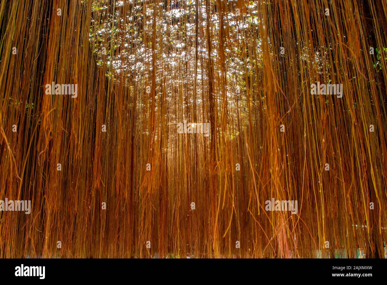 Cissus nodosa Blume dans jardin. Banque D'Images