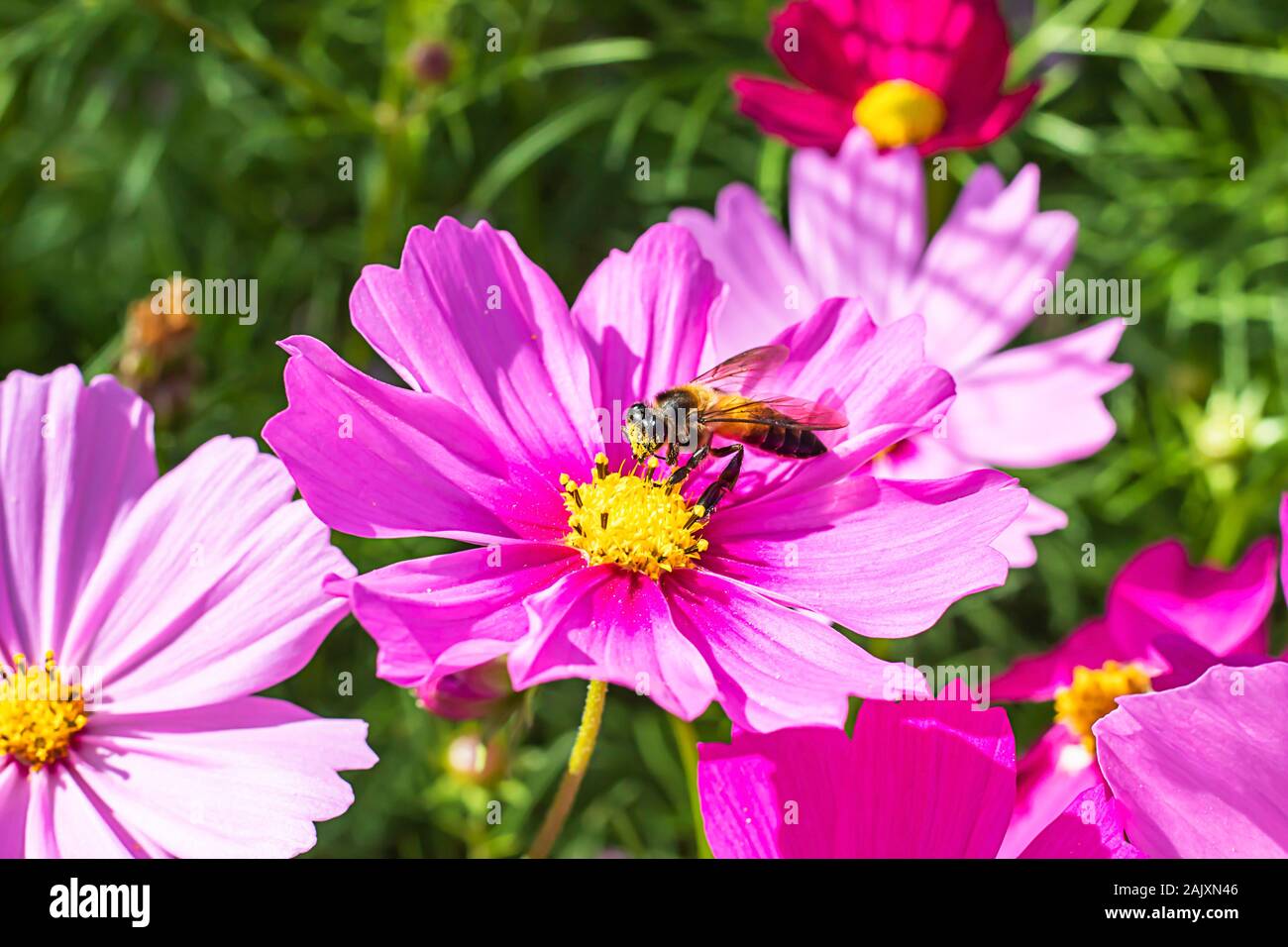 Abeille sur Cosmos sulphureus Cav colorés des fleurs dans le jardin. Banque D'Images