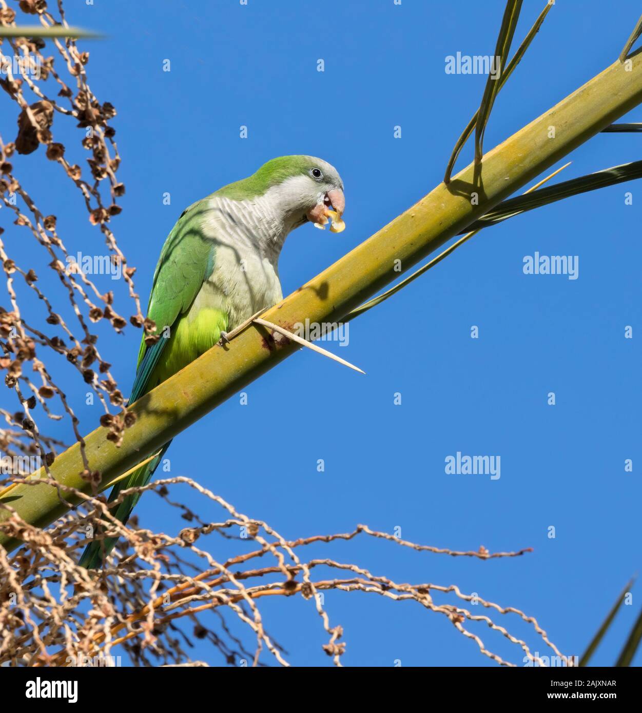 Le parakeet de moine (Myiopsitta monachus) se nourrissant sur le palmier date, Beer Sheva, Israël Banque D'Images