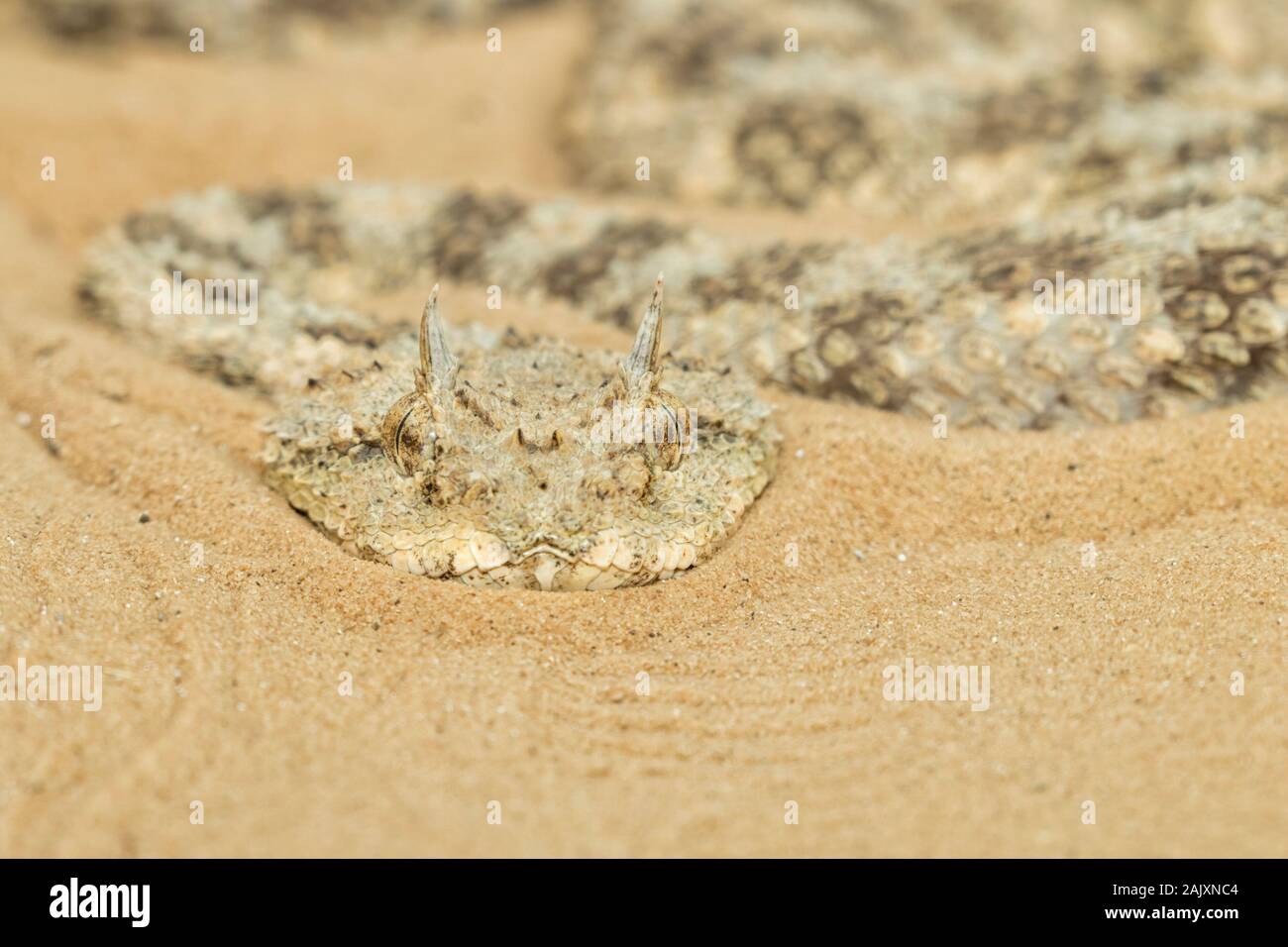 Cerastes cerastes, communément connue sous le nom de vipère à cornes ou le Sahara horned viper désert, désert du Néguev, Israël Banque D'Images