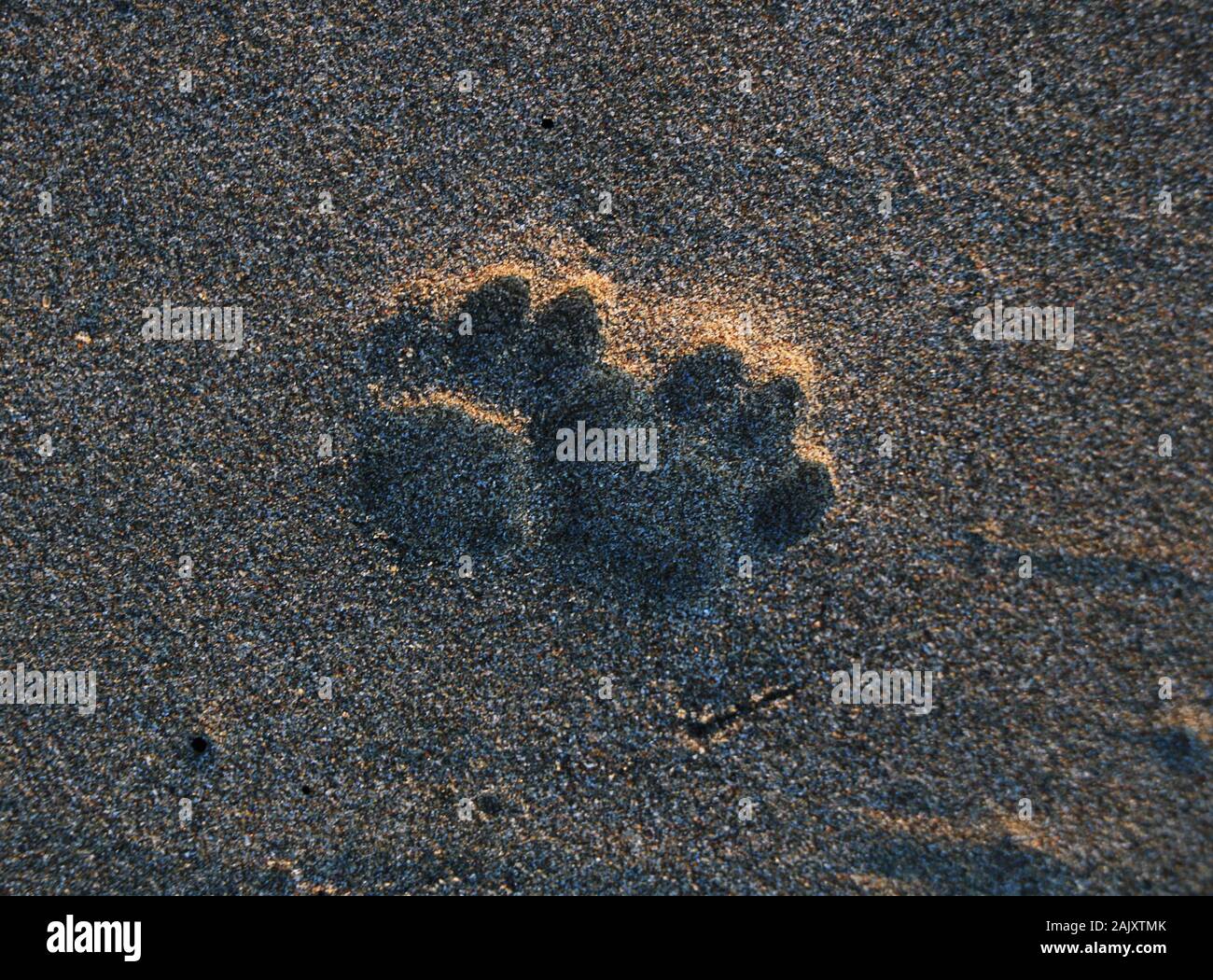 Empreinte de patte de chien sur des sables alors que le coucher du soleil. Banque D'Images