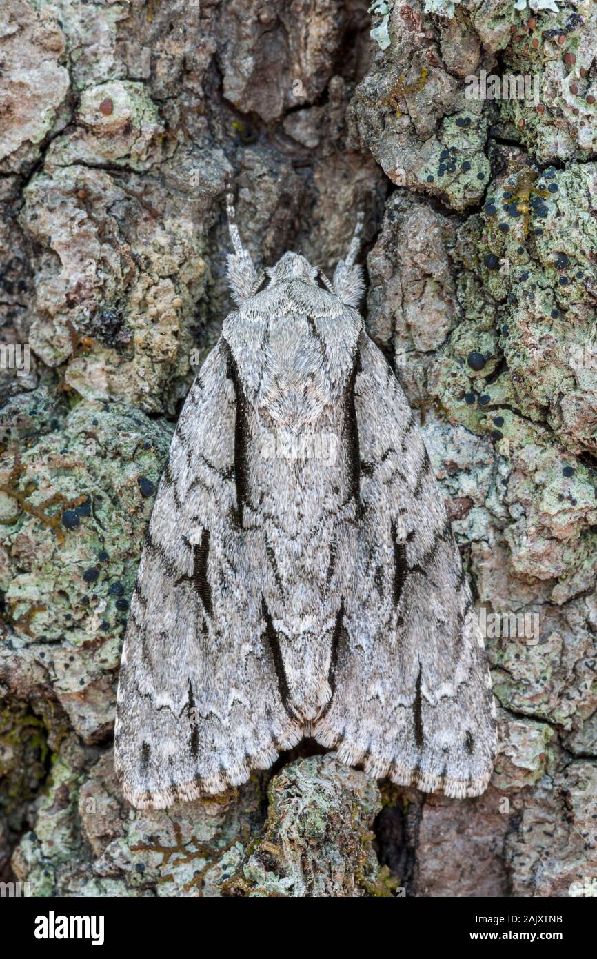 Lobelia Dagger Moth (Acronicta lobeliae) reposant sur l'écorce couverte de lichen. Préserver la nature Run Reed, comté de Lancaster, PA, au printemps. Banque D'Images