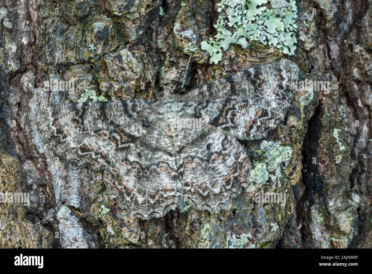 Tuliptree Epimecis hortaria (Beauté) papillon avec ailes déployées sur l'écorce couverte de lichen. Préserver la nature Run Reed, comté de Lancaster, PA, au printemps. Banque D'Images
