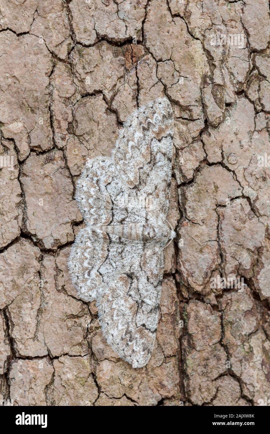 Bent-line Gray (Iridopsis larvaria) papillon adulte montrant le camouflage car elle se situe sur le côté du cornouiller fleuri arbre. Le Comté de Lancaster, PA, au printemps. Banque D'Images