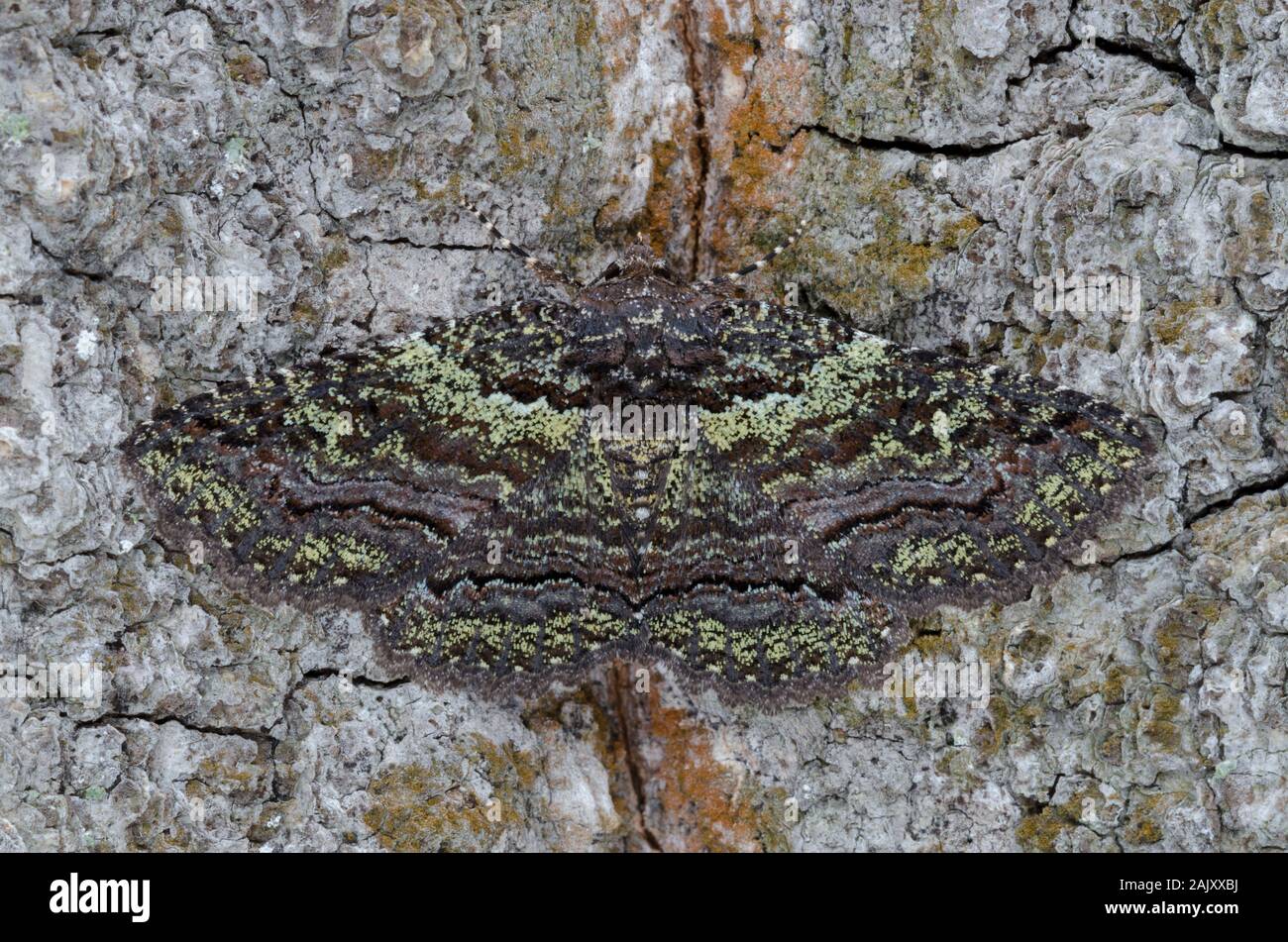 Green-depoussierage Zale (Zale aeruginosa) repos adultes sur Chestnut Oak tree. Weiser State Forest, North Carolina, printemps. Banque D'Images