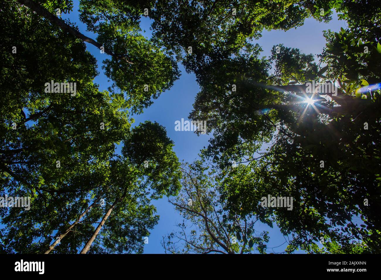 Être dans la nature, ou même regarder des scènes de la nature, réduit la colère, la peur et le stress et augmente les sentiments agréables. Parc naturel Bukit Batok, Singapour Banque D'Images