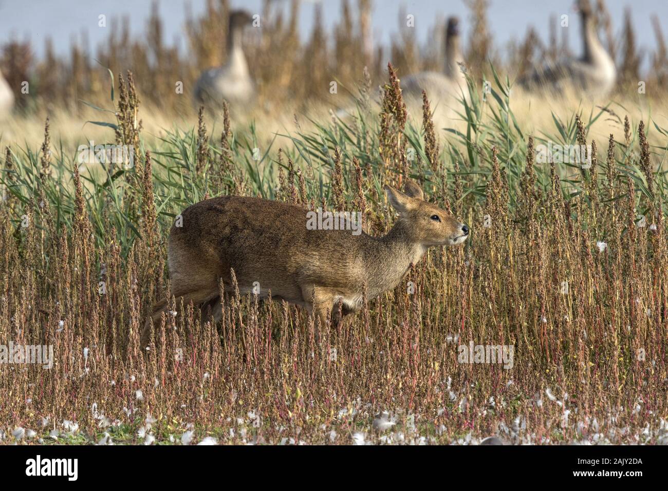 De l'eau chinois Deer alimentant à Deepdale Marsh Norfolk, beaucoup de plumes d'oies dans l'avant-plan et oies rose en arrière-plan. Banque D'Images