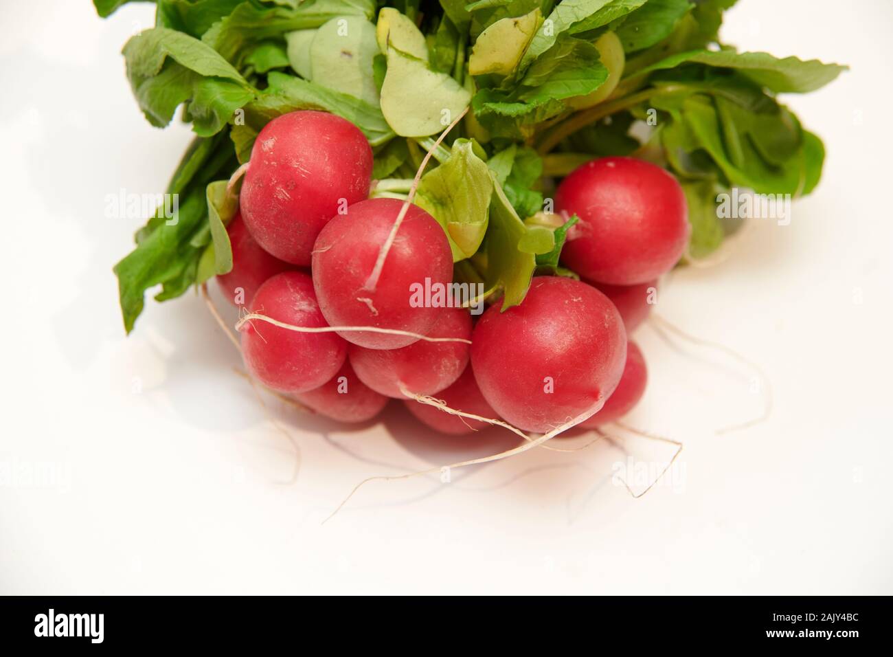 Une nouvelle bande d'radis (Raphanus sativus) sur une cuisine blanche haut Banque D'Images