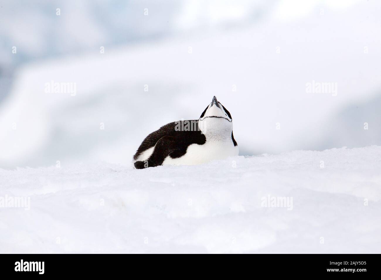 Jugulaire penguin, Antarctique Banque D'Images