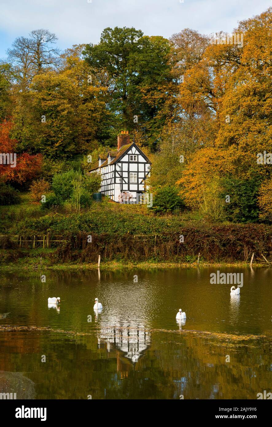 Cygnes sur le simple à Bridgnorth, avec piscine, chalet près de Bridgnorth, Shropshire. Banque D'Images