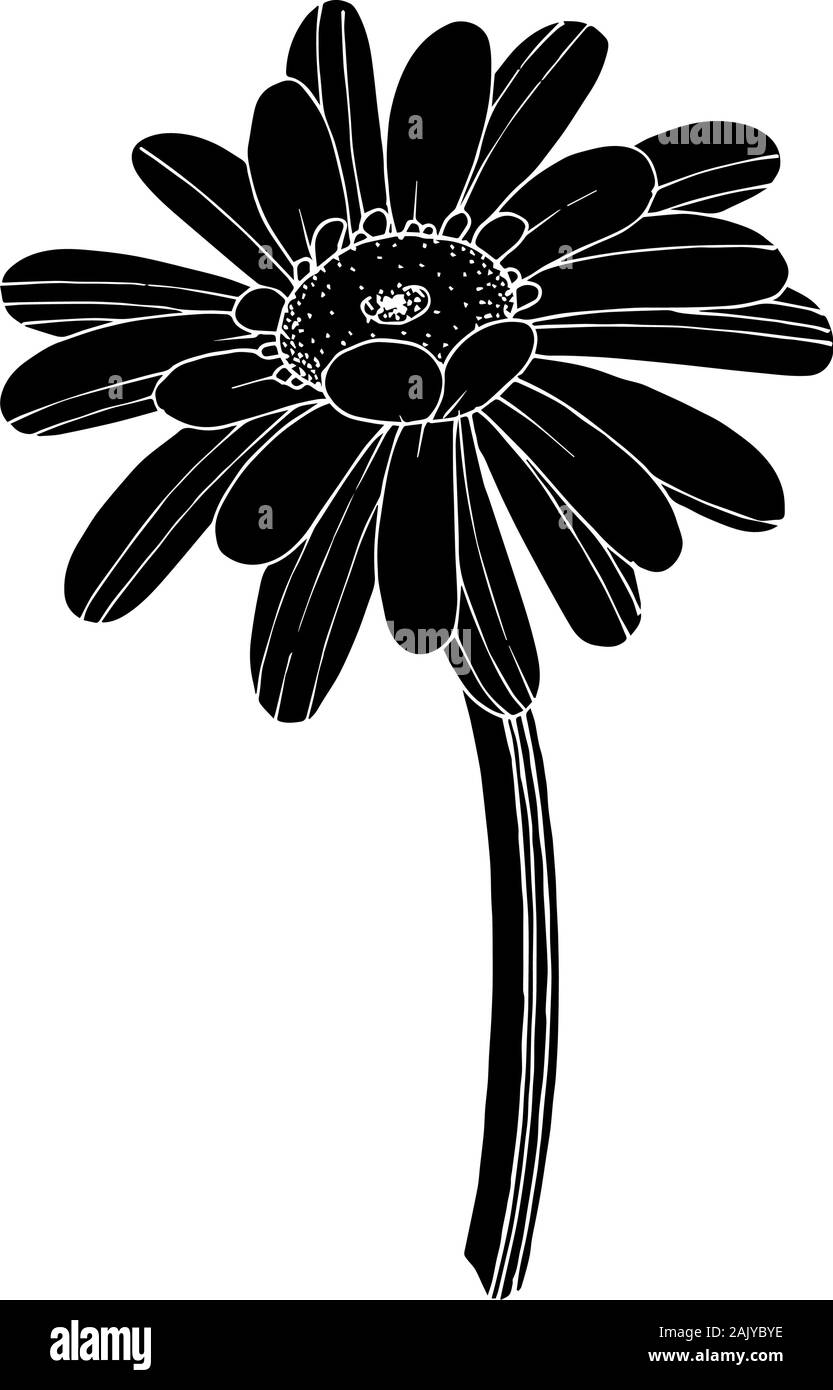 Vector floral Gerbera fleur botanique. Lame de ressort sauvages isolés de fleurs sauvages. Gravée en noir et blanc L'art de l'encre de l'élément isolé illustration gerbera Illustration de Vecteur