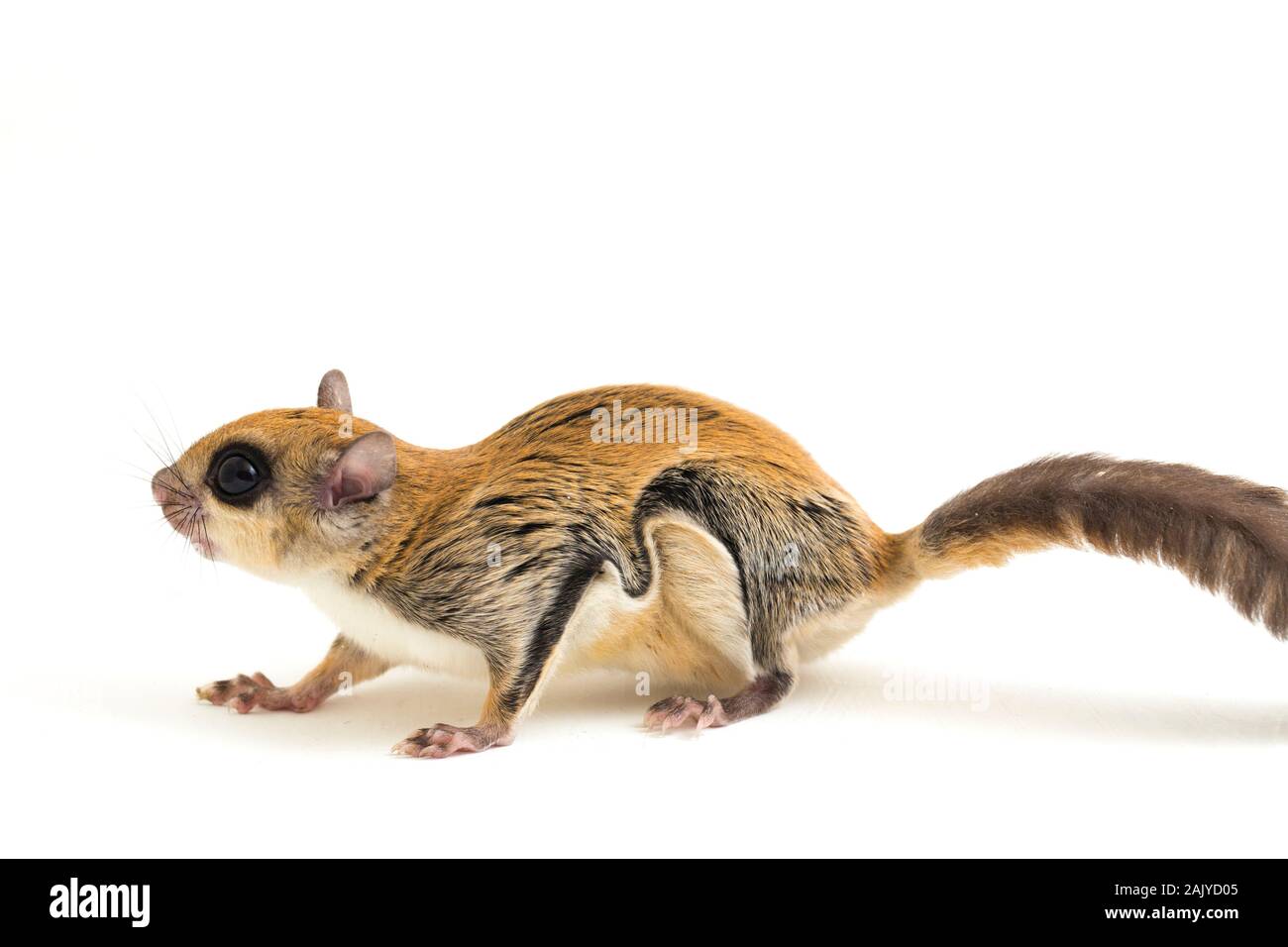 L'écureuil volant javanais (Iomys horsfieldii) est une espèce de la sous-famille des Trochilinae. Isolé sur fond blanc Banque D'Images