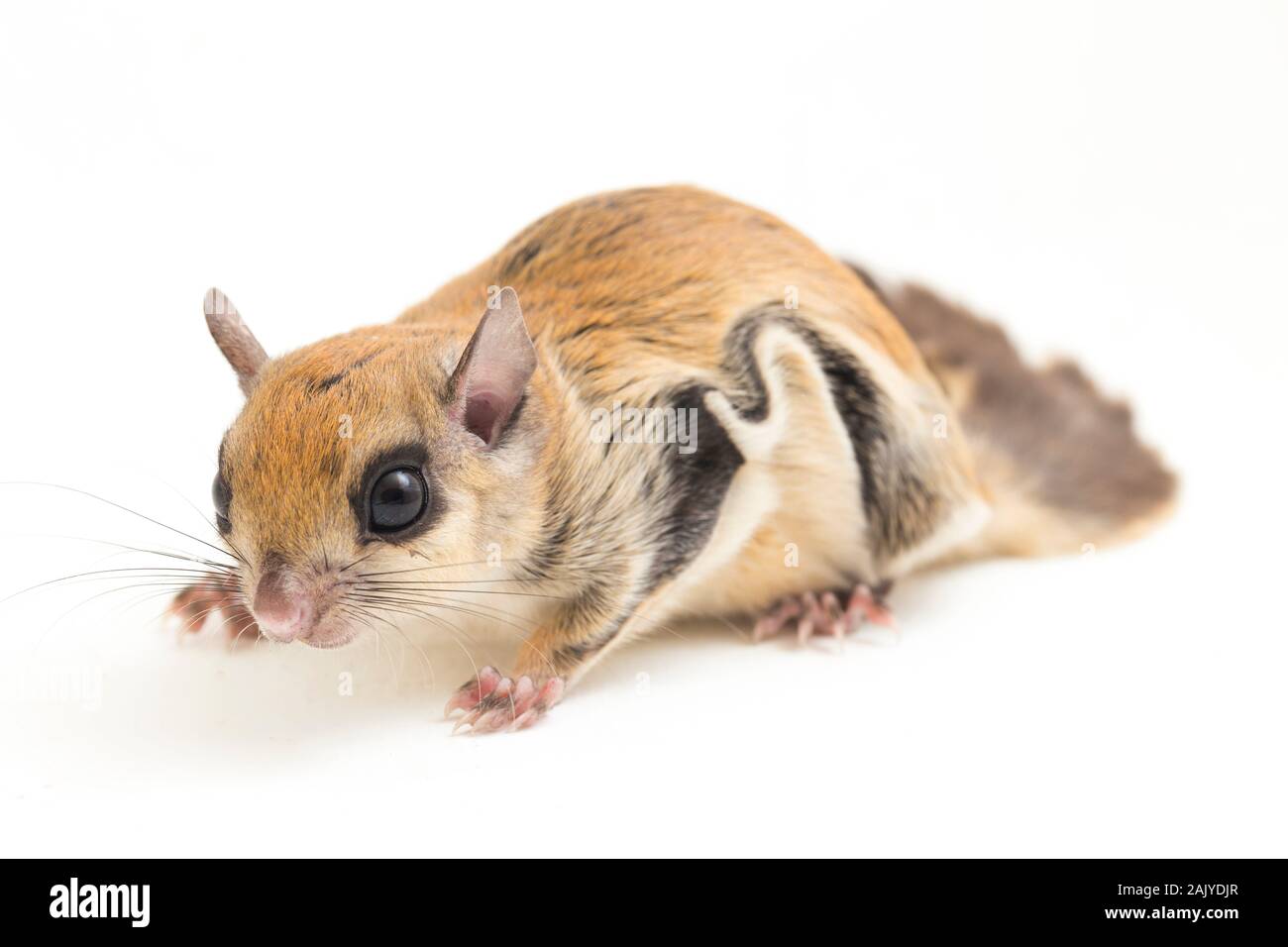 L'écureuil volant javanais (Iomys horsfieldii) est une espèce de la sous-famille des Trochilinae. Isolé sur fond blanc Banque D'Images