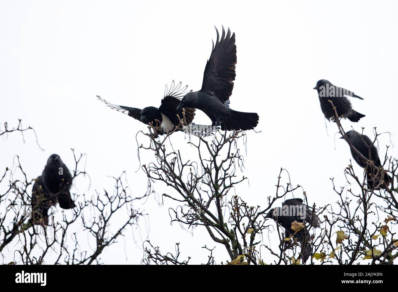 Choucas (Corvus monedula) Banque D'Images