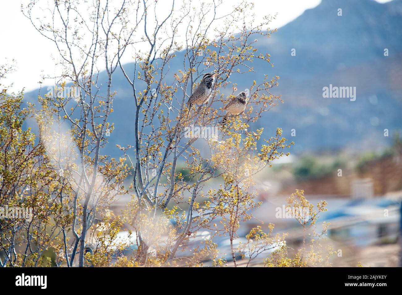 Oiseaux Dans Le Désert. Cactus Wrens. Banque D'Images