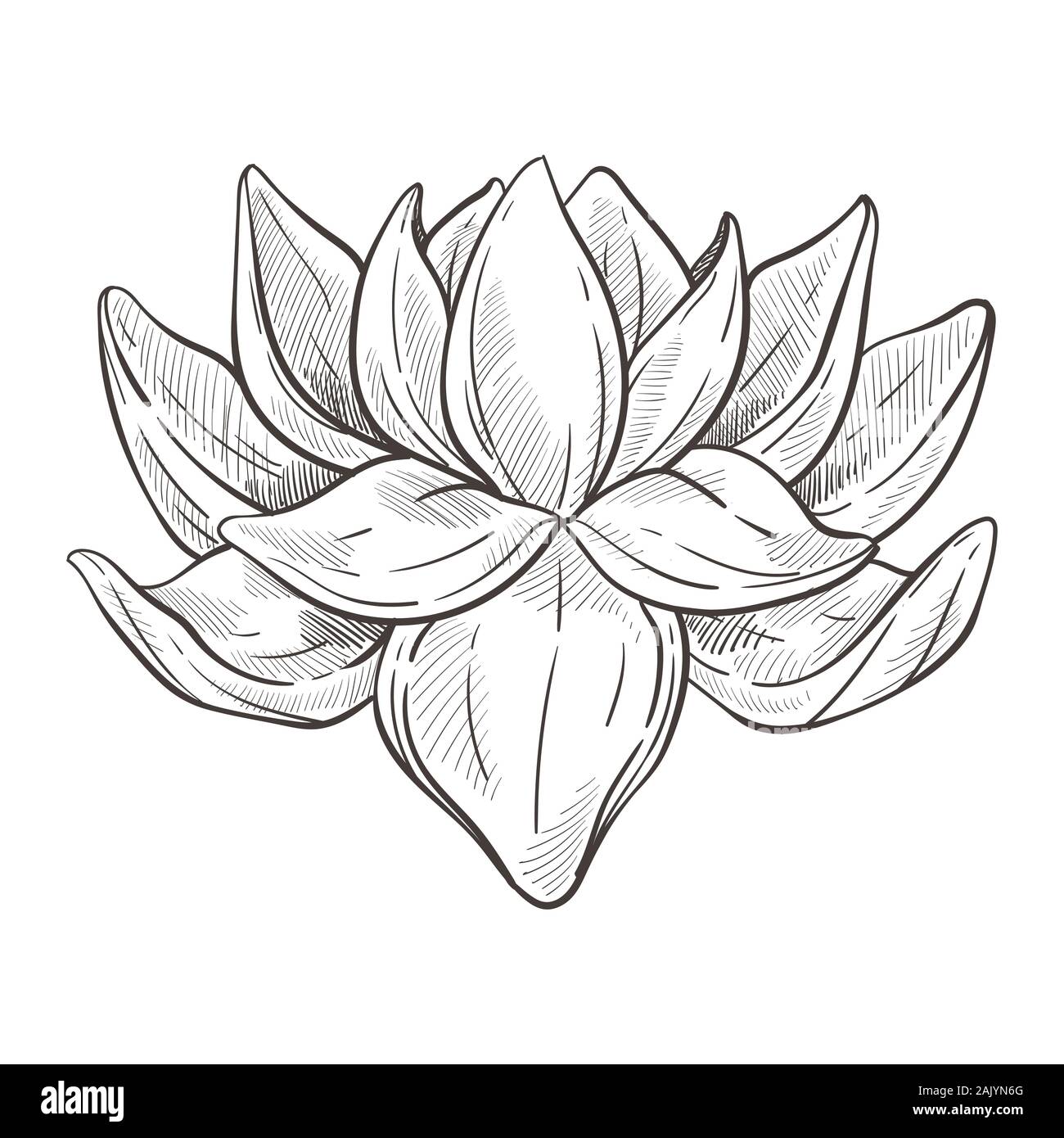 Fleur orientale sauvage ou fleur de lotus croquis isolés Image