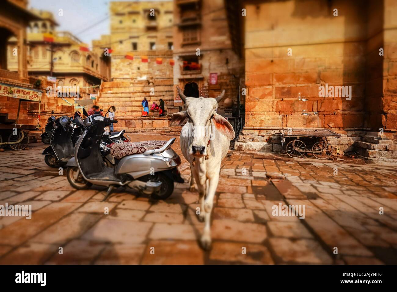 Tilt Shift lens - Vache sur rue en Inde. Constitution de l'Inde exige la protection des vaches. Le Rajasthan, Inde. Fort de Jaisalmer est situé dans le c Banque D'Images