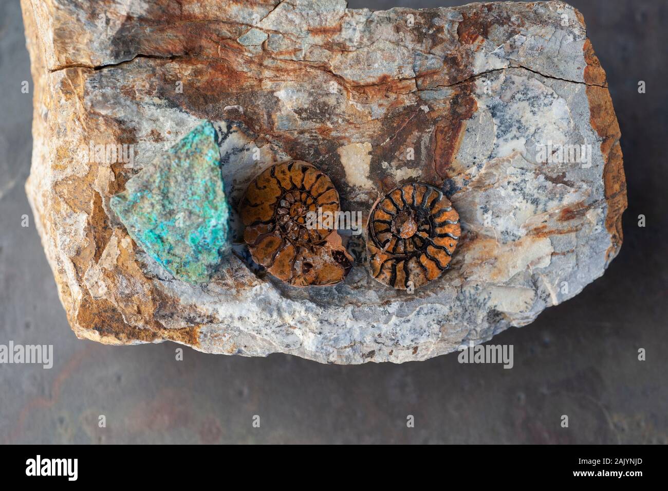 Ammonite fossile et Chrusocolla la pierre. Still Life la photographie. Banque D'Images