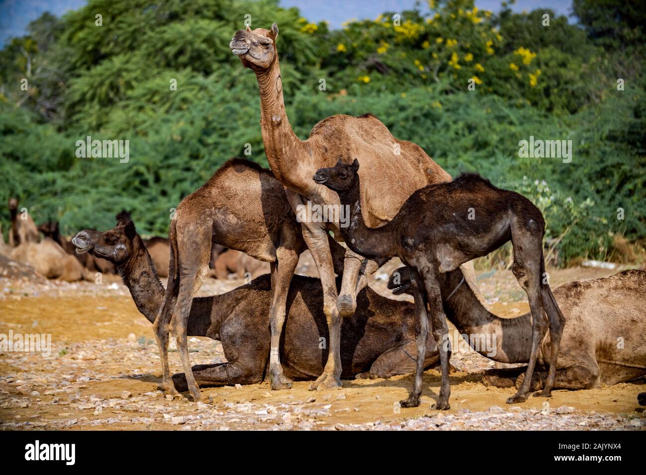 Des chameaux à la foire de Pushkar, également appelé le chameau de Pushkar Fair ou localement comme Kartik Mela est un multi-annuel de l'élevage et la culture équitable jour tenue à th Banque D'Images