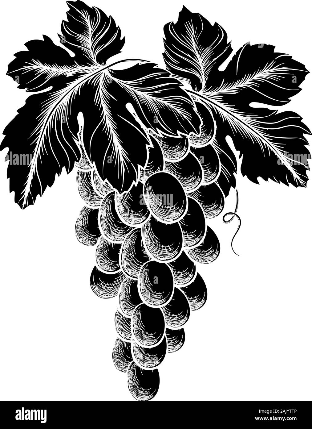 Grappe de raisins sur la vigne avec des feuilles Illustration de Vecteur