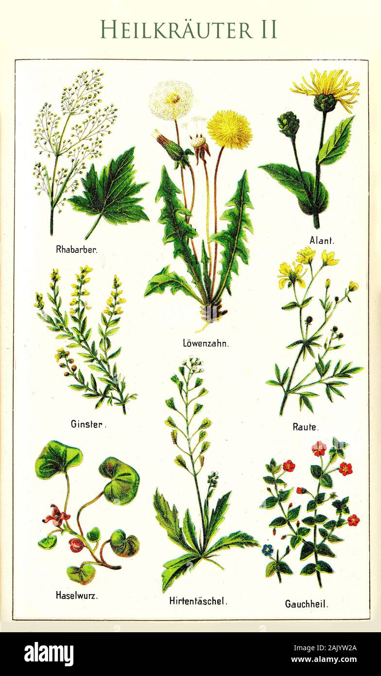 Santé : illustration couleur des principales plantes médicinales avec leurs noms allemands, cultivée pour la phytothérapie depuis des siècles Banque D'Images