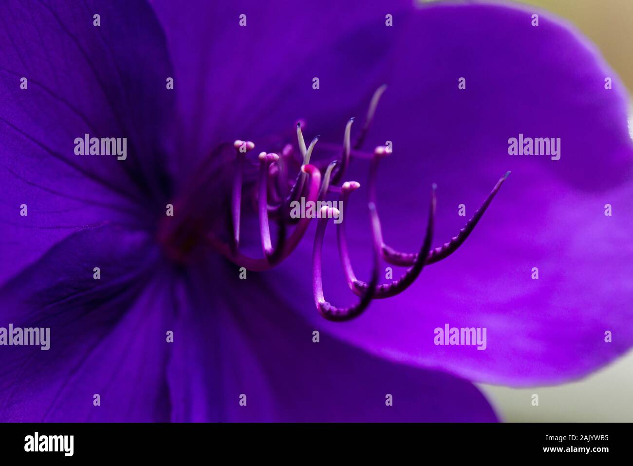 La fleur d'une gloire Tibouchina urvilleana (bush) Banque D'Images